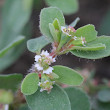 Blütenfoto Euphorbia maculata