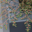 Portraitfoto Euphorbia maculata
