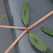 Blätterfoto Euphorbia maculata