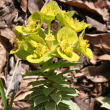 Portraitfoto Euphorbia myrsinites