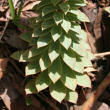Blätterfoto Euphorbia myrsinites