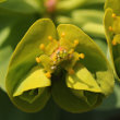 Foto von Besonderheit Euphorbia myrsinites