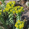 Habitusfoto Euphorbia myrsinites