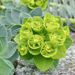 Blütenfoto Euphorbia myrsinites