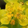 Blütenfoto Euphorbia palustris