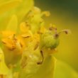 Fruchtfoto Euphorbia palustris