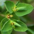 Portraitfoto Euphorbia peplus