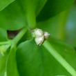 Fruchtfoto Euphorbia peplus