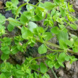 Blätterfoto Euphorbia peplus