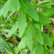 Blätterfoto Euphorbia platyphyllos