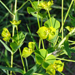 Portraitfoto Euphorbia virgata