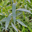 Blätterfoto Euphorbia virgata