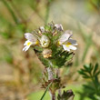 Blütenfoto Euphrasia hirtella