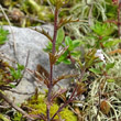 Stängel-/Stammfoto Euphrasia salisburgensis