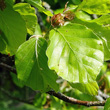 Blätterfoto Fagus silvatica