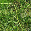 Stängel-/Stammfoto Falcaria vulgaris