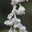 Blütenfoto Fallopia aubertii