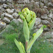Foto der Jungpflanze Ferula communis