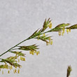 Blütenfoto Festuca pratensis