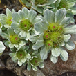 Blütenfoto Filago pygmaea