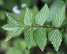 Blätterfoto Filipendula ulmaria