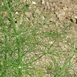 Blätterfoto Foeniculum vulgare