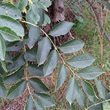 Blätterfoto Fraxinus excelsior