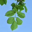 Blätterfoto Fraxinus ornus