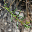 Blätterfoto Fumana procumbens