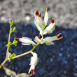 Blütenfoto Fumaria capreolata
