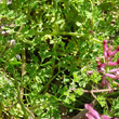 Blätterfoto Fumaria officinalis