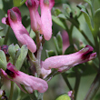 Blütenfoto Fumaria schleicheri