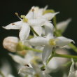 Blütenfoto Galium album