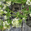 Blätterfoto Galium megalospermum