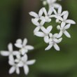 Blütenfoto Galium odoratum