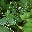 Blütenfoto Galium sylvaticum