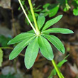 Blätterfoto Galium sylvaticum