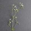 Blütenfoto Galium uliginosum