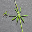 Blätterfoto Galium uliginosum
