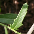 Blätterfoto Leucanthemum vulgare