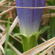 Blütenfoto Gentiana acaulis