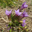 Blütenfoto Gentiana aspera