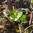 Blätterfoto Gentiana brachyphylla
