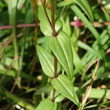 Blätterfoto Gentiana germanica