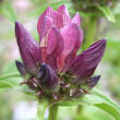Blütenfoto Gentiana pannonica