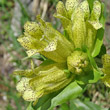 Blütenfoto Gentiana punctata