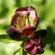 Blütenfoto Gentiana purpurea