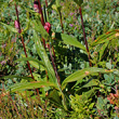 Blätterfoto Gentiana purpurea