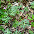 Habitusfoto Geranium columbinum
