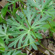 Blätterfoto Geranium columbinum